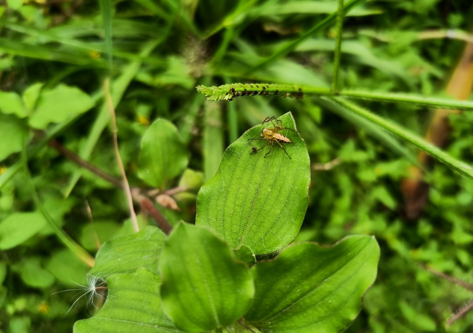 Poco F3 GT camera sample. Credit: DH Photo/KVN Rohit