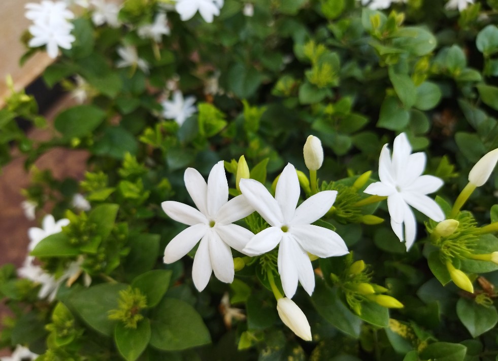 Poco M3 camera's photo sample. Credit: DH Photo/KVN Rohit
