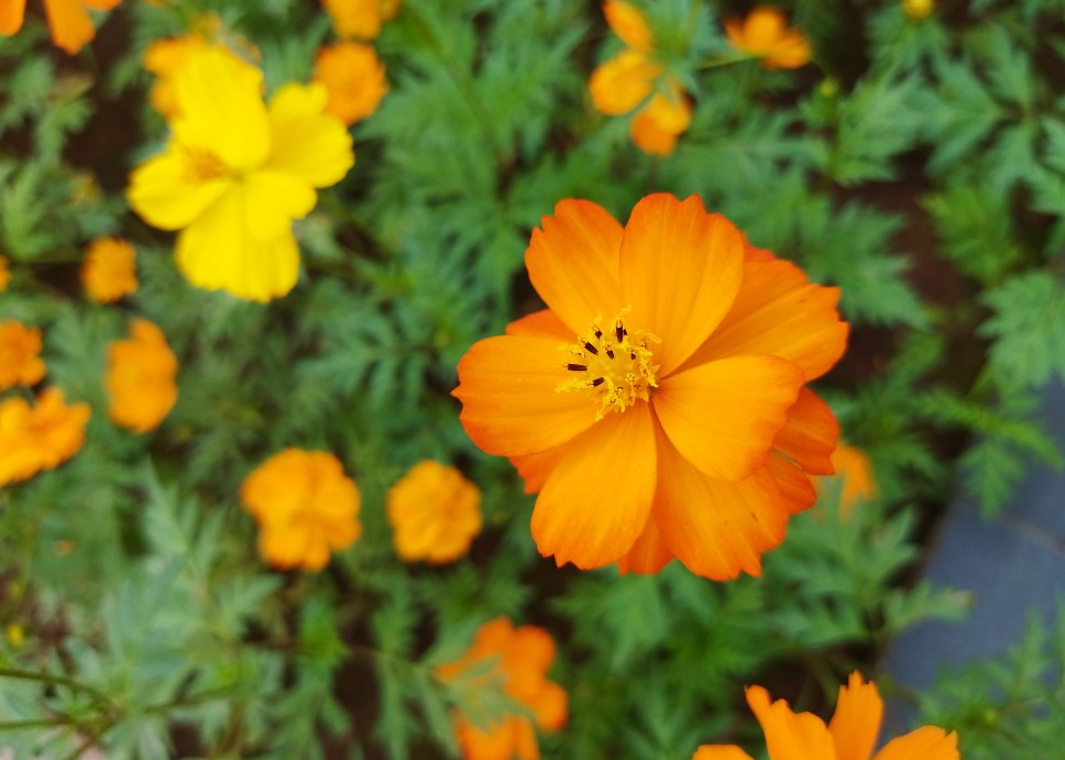 Poco M3 camera's photo sample. Credit: DH Photo/KVN Rohit
