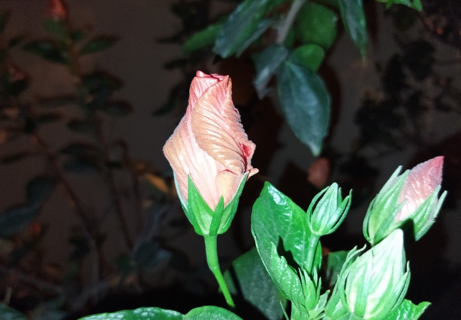 Poco M3 camera's photo sample with LED flash on. Credit: DH Photo/KVN Rohit