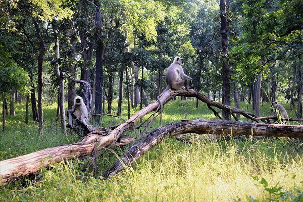 Pench, Madhya Pradesh
