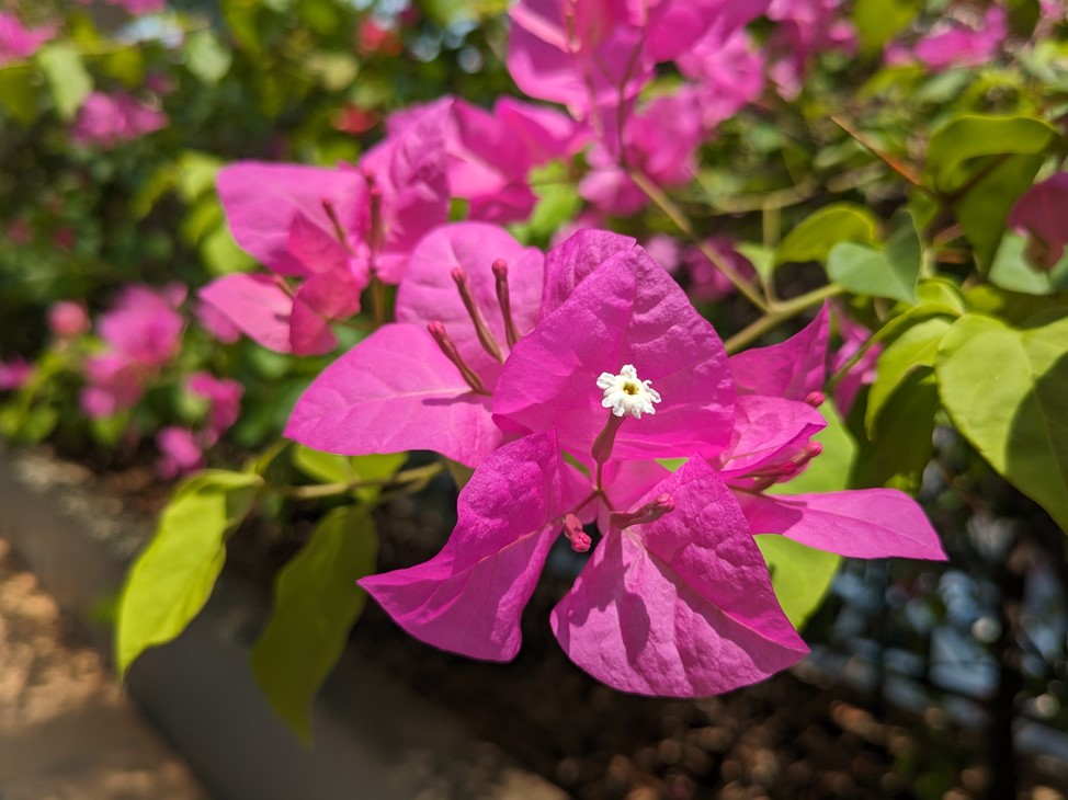 Google Pixel 7a's camera sample. Credit: DH Photo/KVN Rohit