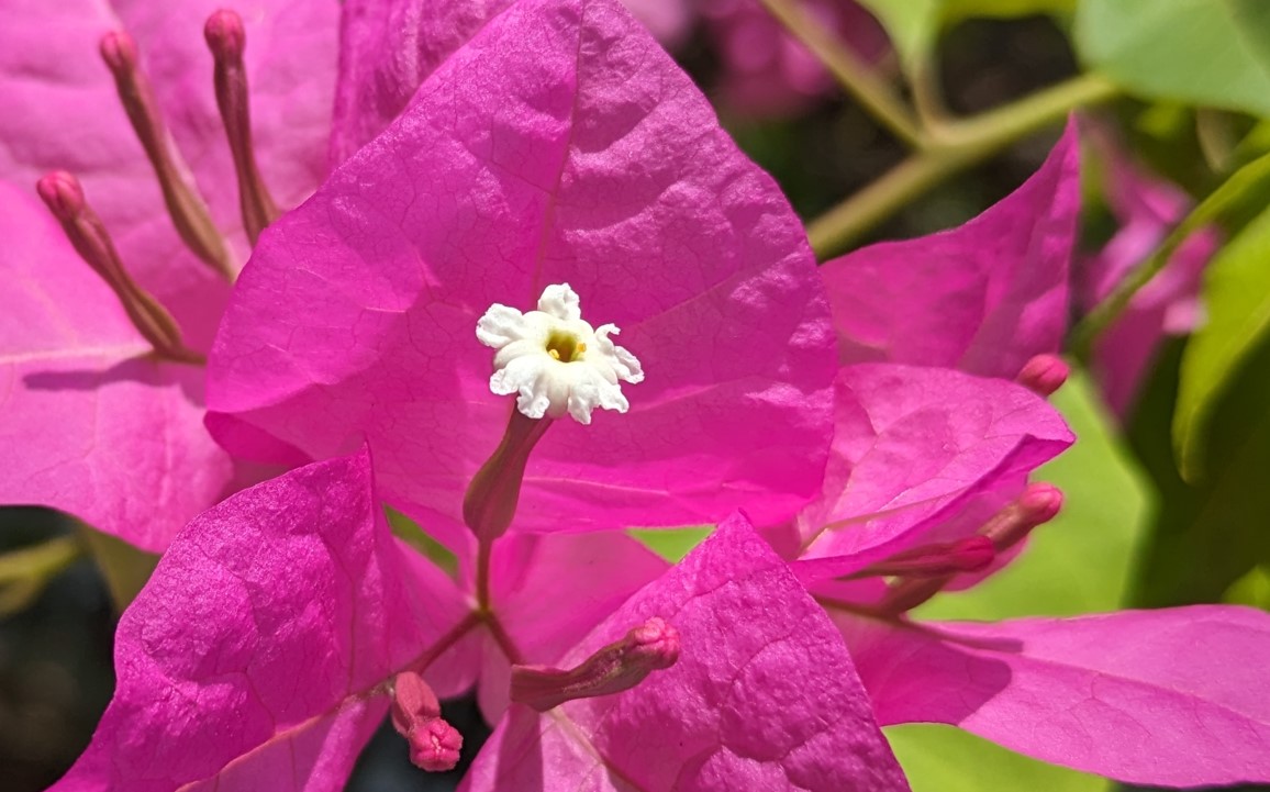 Google Pixel 7a's camera sample. Credit: DH Photo/KVN Rohit