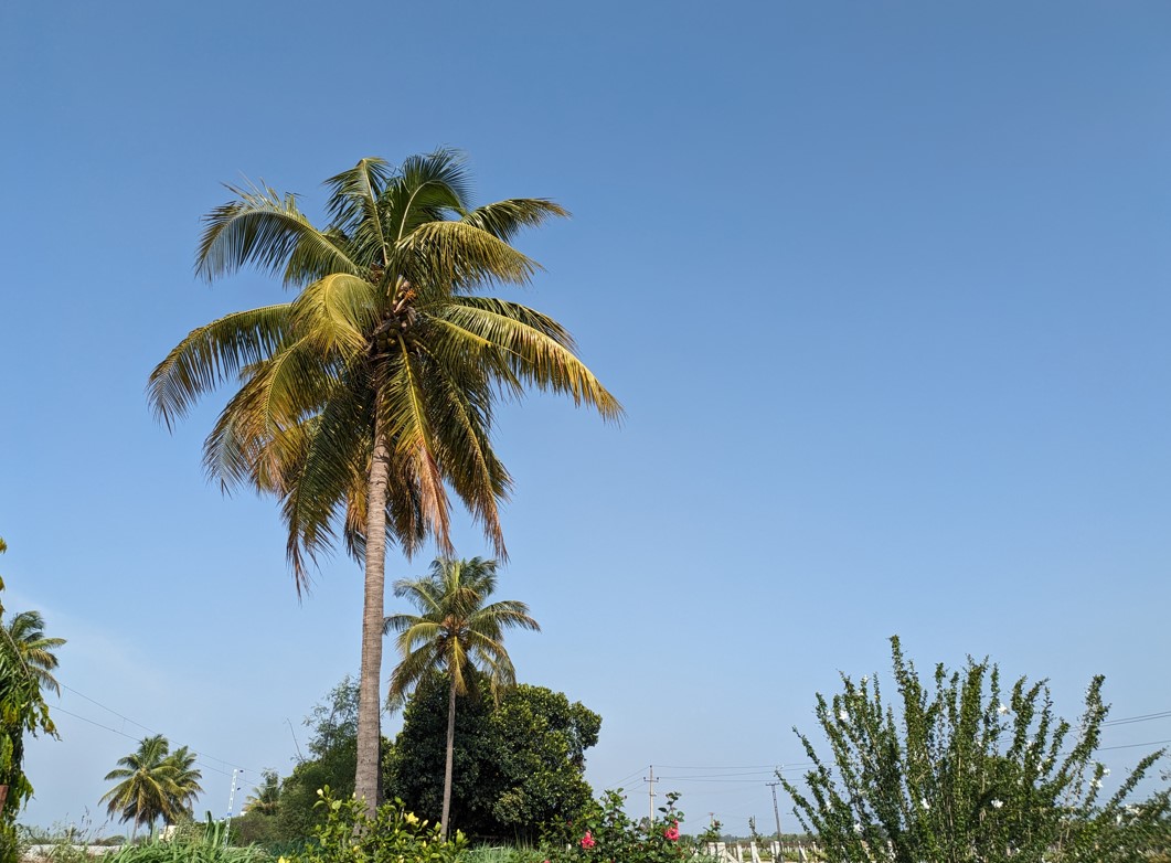 Google Pixel 7a's camera sample. Credit: DH Photo/KVN Rohit