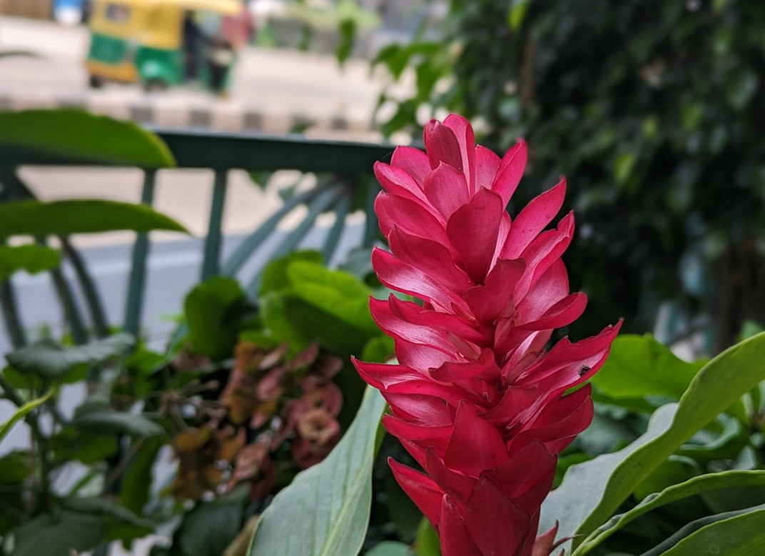 Google Pixel 7a's camera sample with Portrait Mode. Credit: DH Photo/KVN Rohit