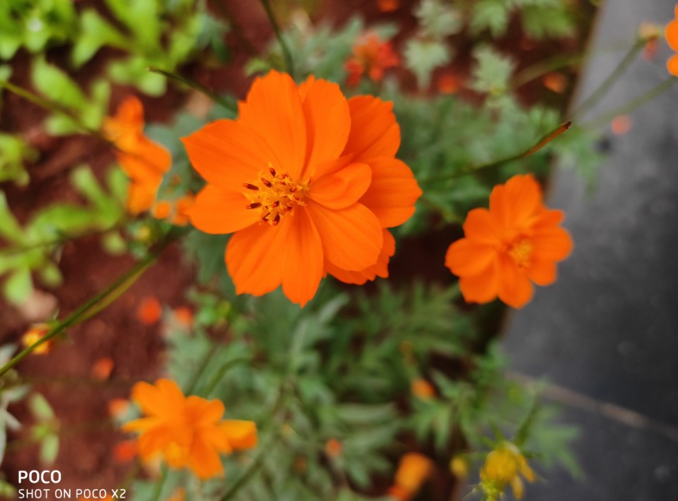 Poco X2 camera sample shot (DH Photo/Rohit KVN)