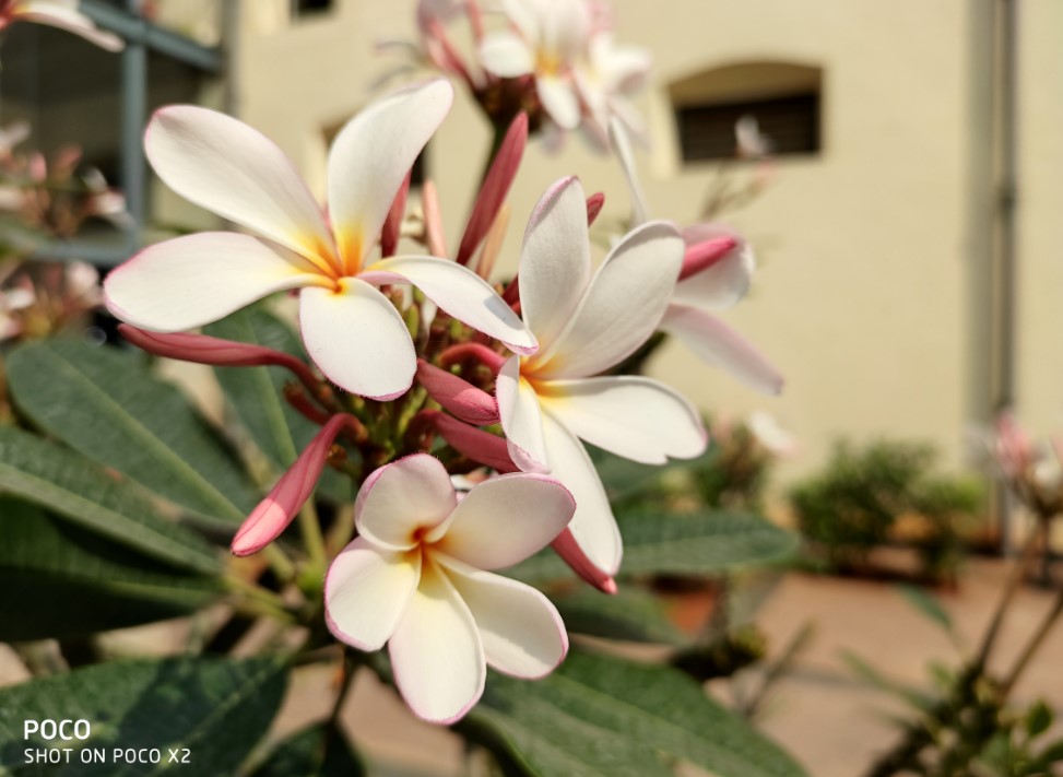 Poco X2 camera sample shot (DH Photo/Rohit KVN)
