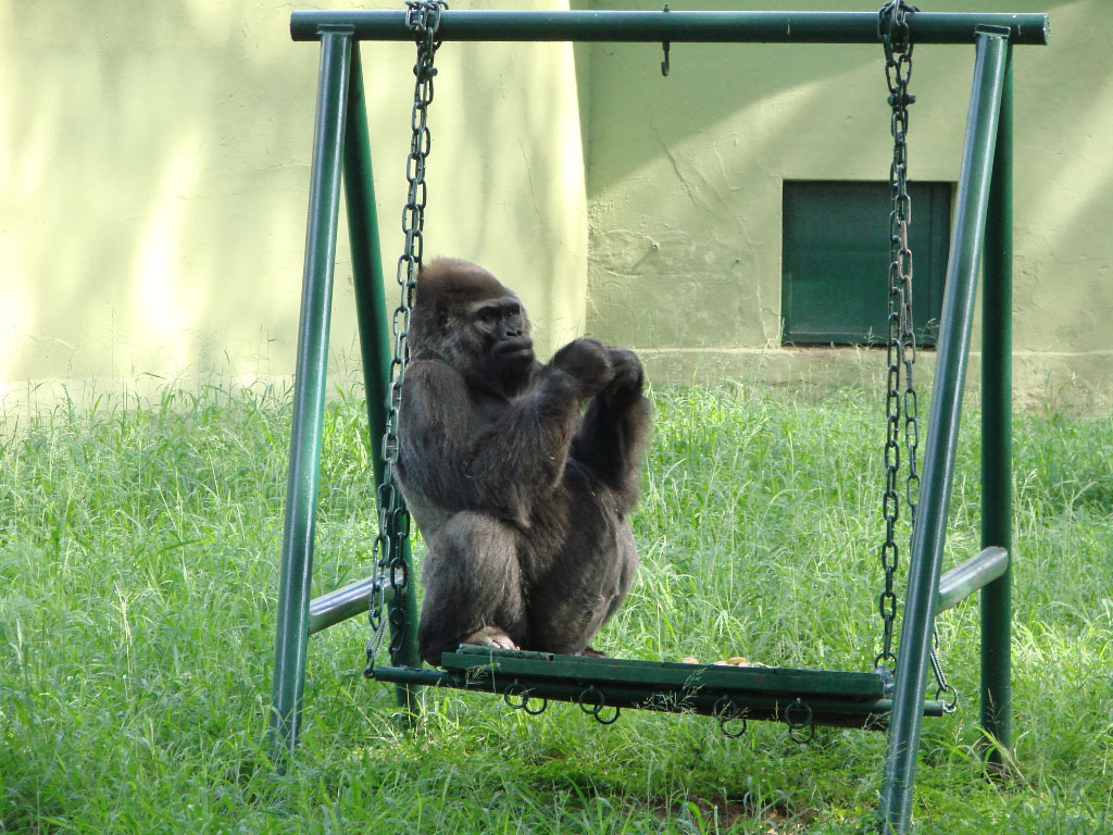 Polo, the only gorilla in India, was housed in Mysore Zoo.