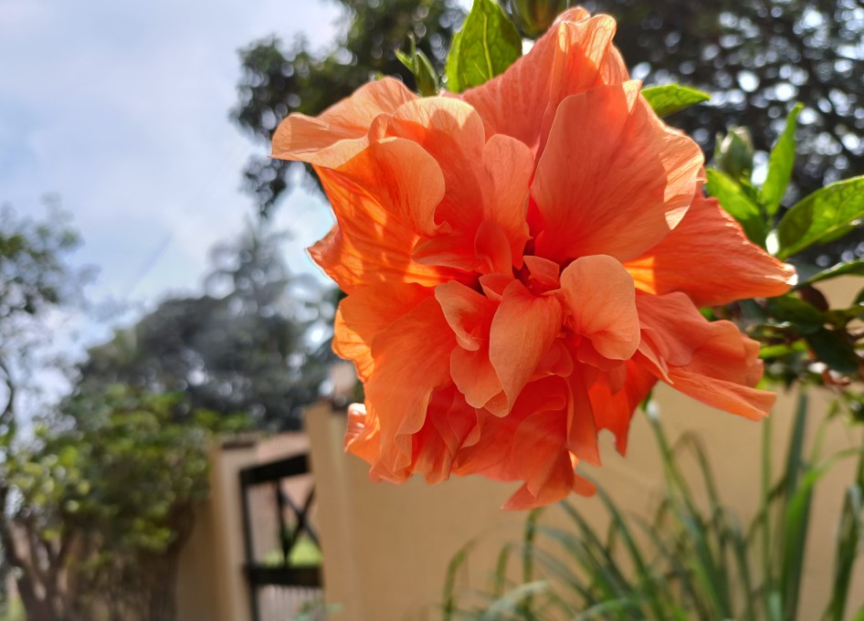 Realme 8s 5G camera sample. Credit: DH Photo/KVN Rohit