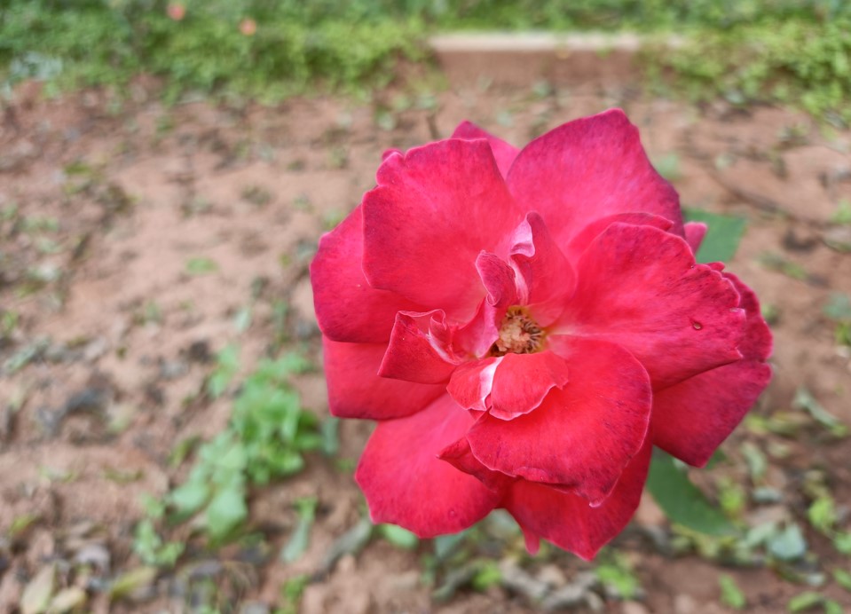 Realme 8s 5G camera sample. Credit: DH Photo/KVN Rohit