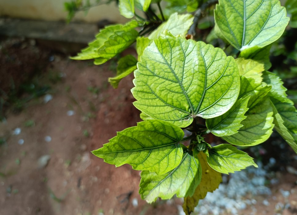 Realme 8s 5G camera sample. Credit: DH Photo/KVN Rohit