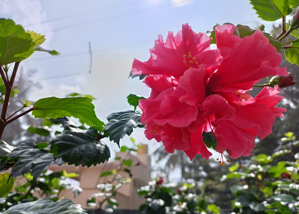 Realme 8s 5G camera sample. Credit: DH Photo/KVN Rohit