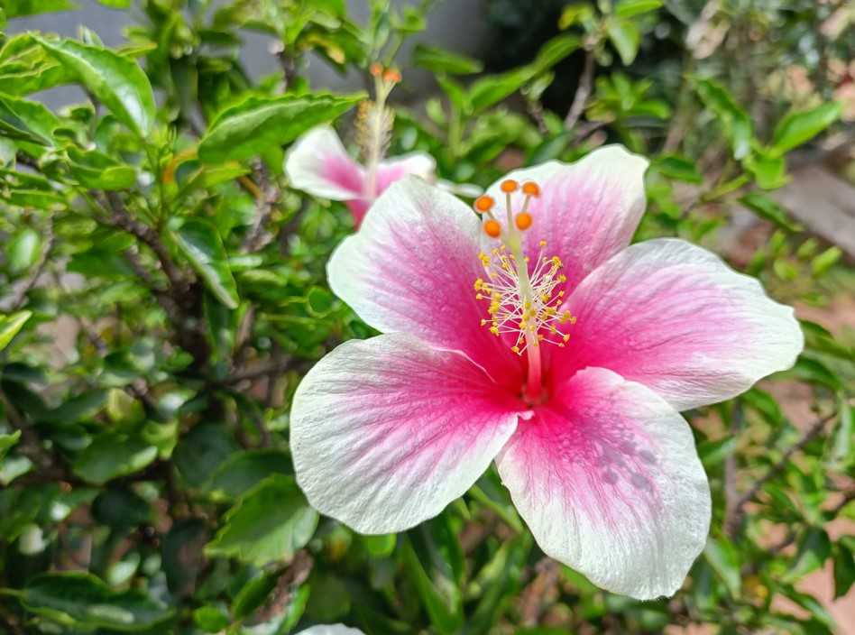 Realme 8s 5G camera sample. Credit: DH Photo/KVN Rohit
