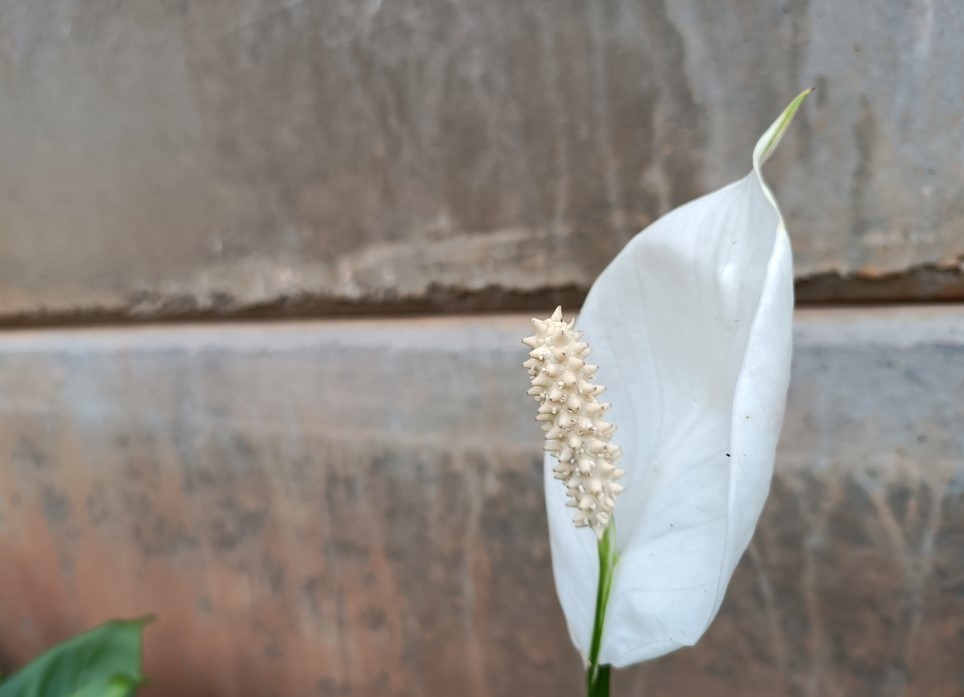 Realme 8s 5G camera sample. Credit: DH Photo/KVN Rohit
