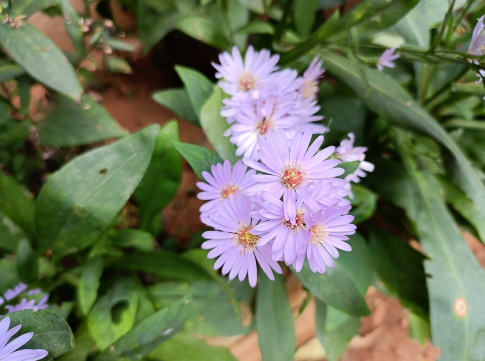 Realme 8s 5G camera sample. Credit: DH Photo/KVN Rohit