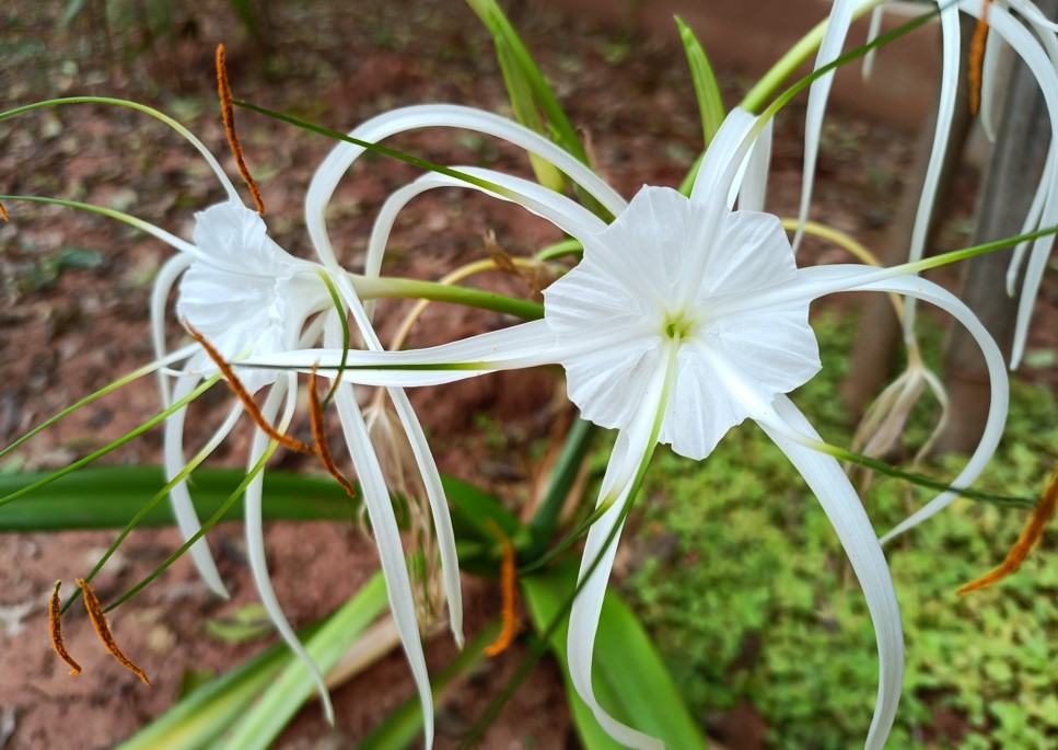 Realme 8s 5G camera sample. Credit: DH Photo/KVN Rohit