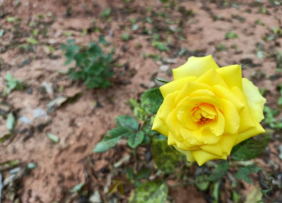 Realme 8s 5G camera sample. Credit: DH Photo/KVN Rohit