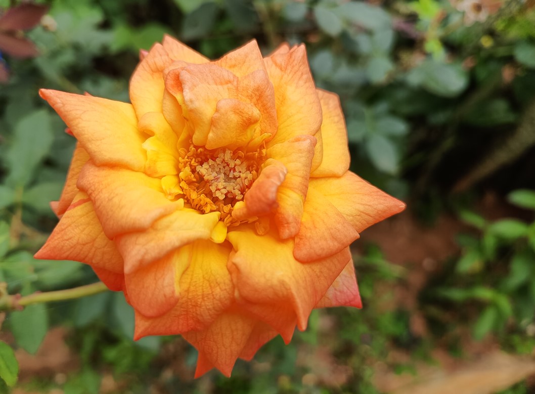Realme 9i 5G's camera sample. Credit: DH Photo/KVN Rohit