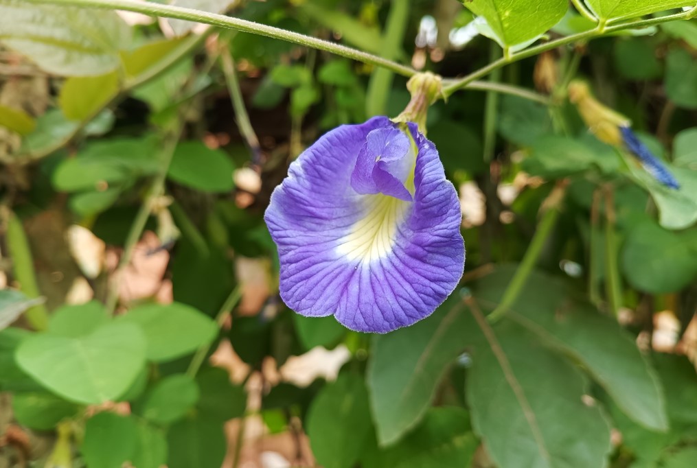 Realme 9i 5G's camera sample. Credit: DH Photo/KVN Rohit