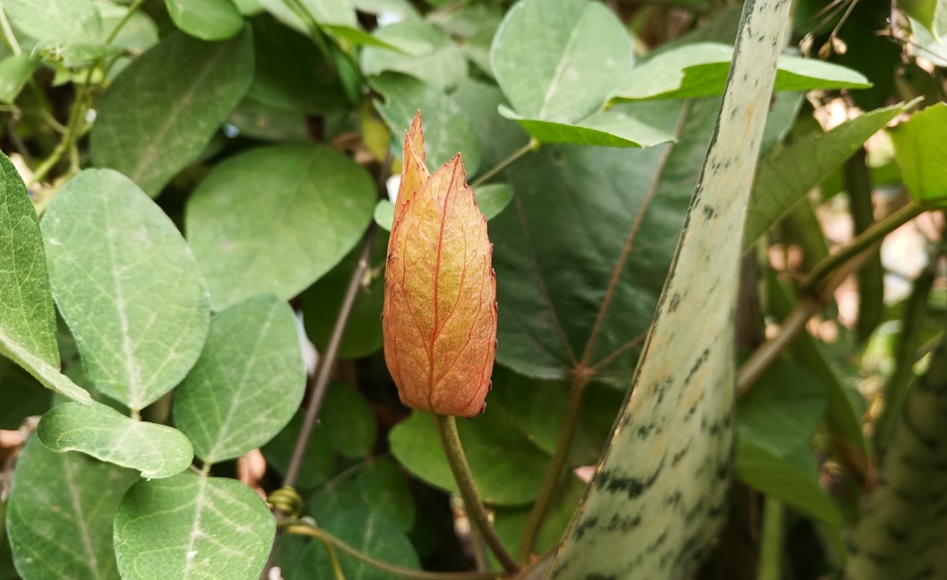 Realme 9i 5G's camera sample. Credit: DH Photo/KVN Rohit