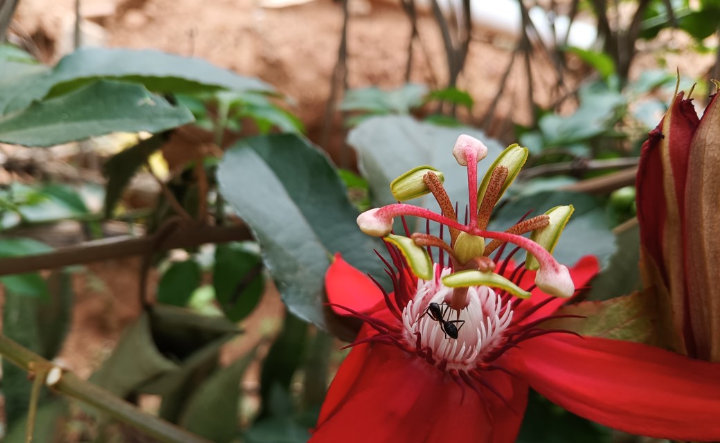 Realme 9i 5G's camera sample. Credit: DH Photo/KVN Rohit