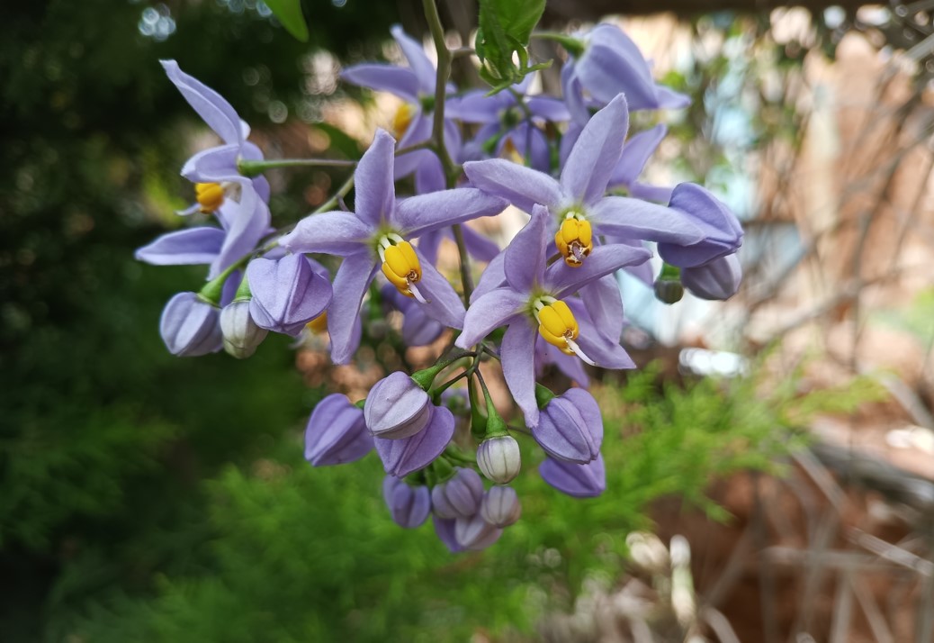 Realme 9i 5G's camera sample. Credit: DH Photo/KVN Rohit