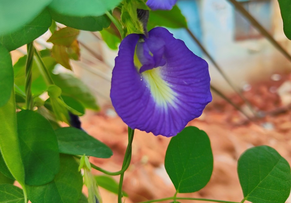 Realme GT 2 Pro's camera sample. Credit: DH Photo/KVN Rohit