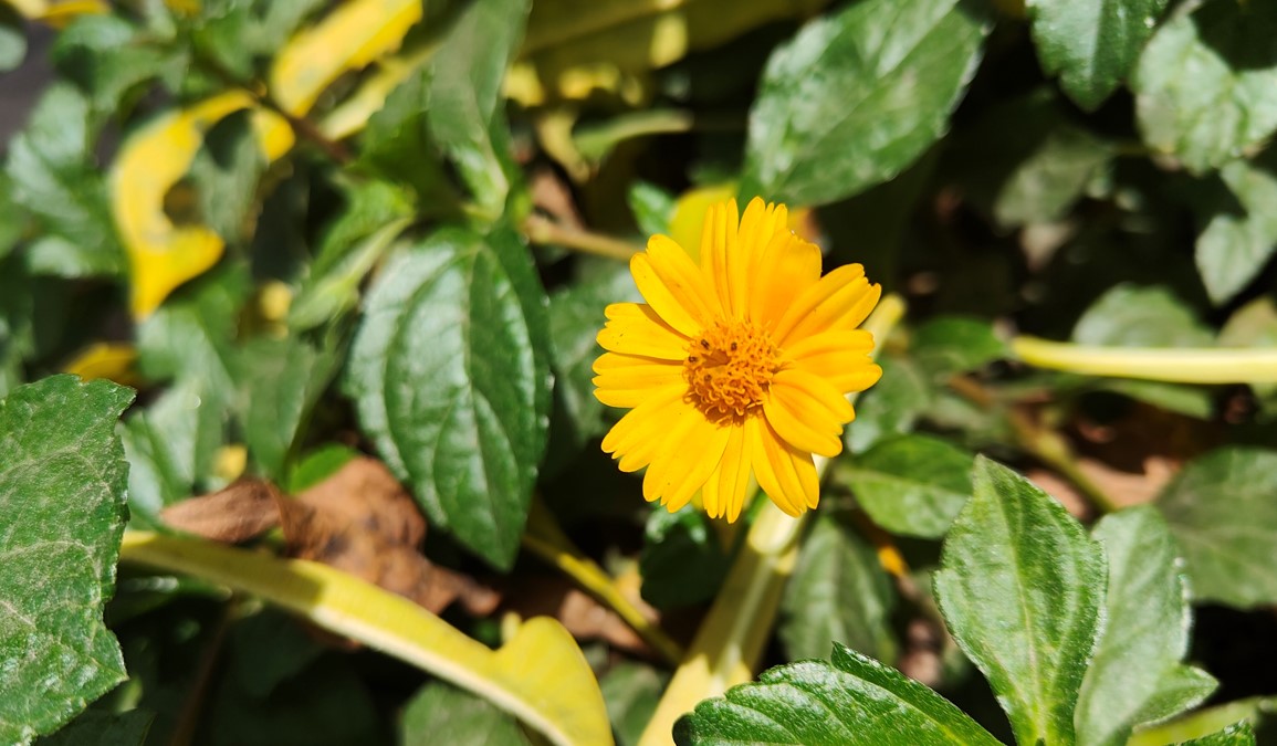 Realme GT 2 Pro's camera sample. Credit: DH Photo/KVN Rohit