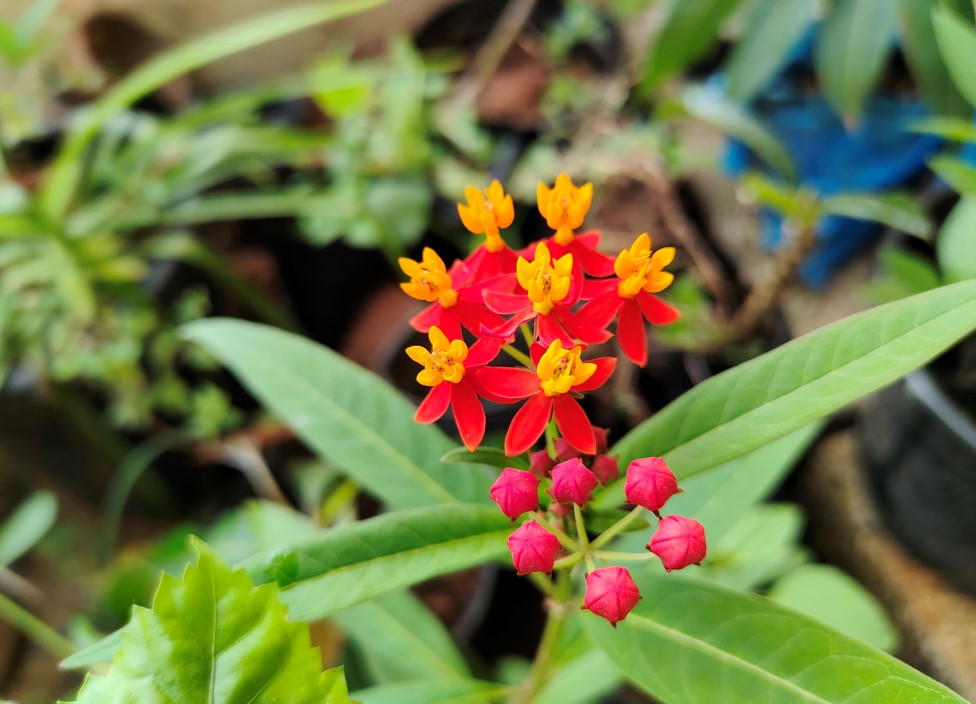 Realme GT Neo 2 camera sample. Credit: DH Photo/KVN Rohit