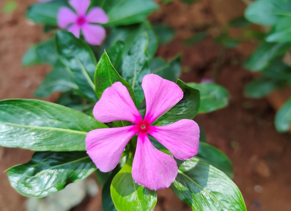 Realme GT Neo 2 camera sample. Credit: DH Photo/KVN Rohit