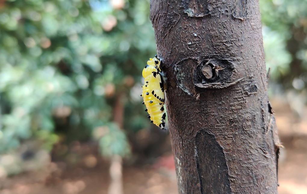 Realme GT Neo 2 camera sample. Credit: DH Photo/KVN Rohit