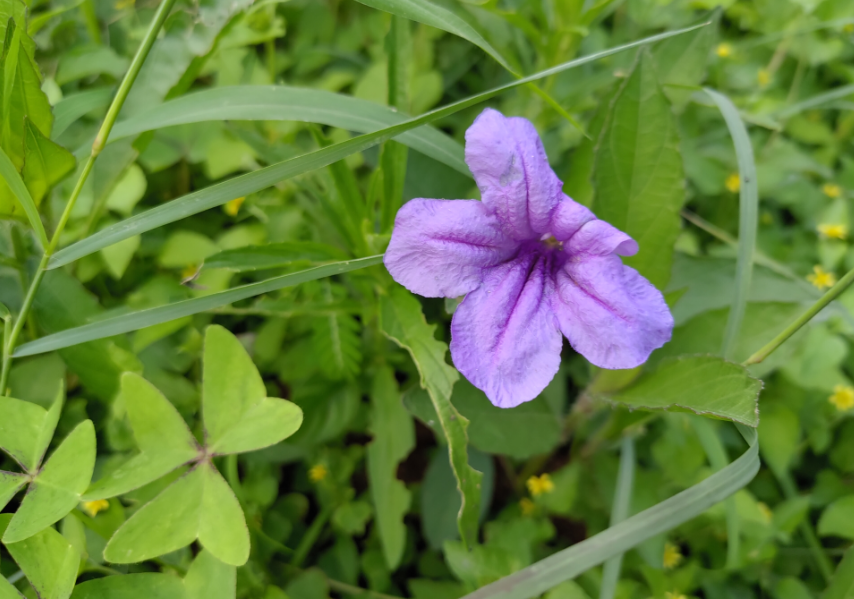 Asus ROG Phone 2 camera sample (DH Photo/Rohit KVN)