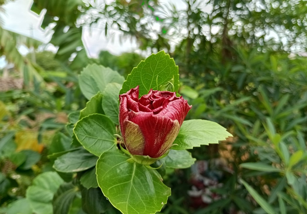 Xiaomi Redmi 12C's camera sample. Credit: DH Photo/KVN Rohit