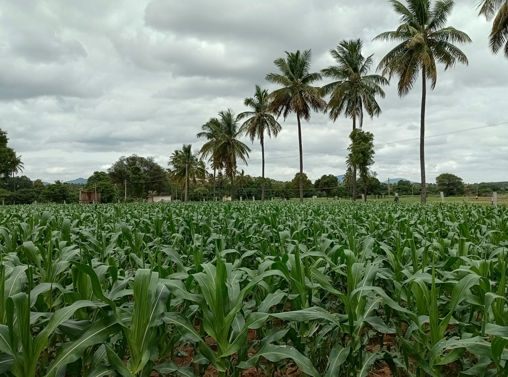 Xiaomi Redmi 12C's camera sample. Credit: DH Photo/KVN Rohit