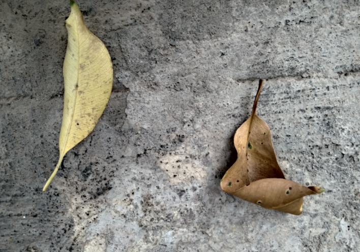 Xiaomi Redmi Y3 camera's picture sample (DH Photo/Rohit KVN)