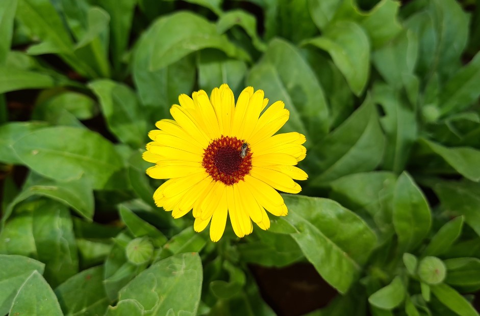 Samsung Galaxy S20 Plus camera sample (DH Photo/Rohit KVN)