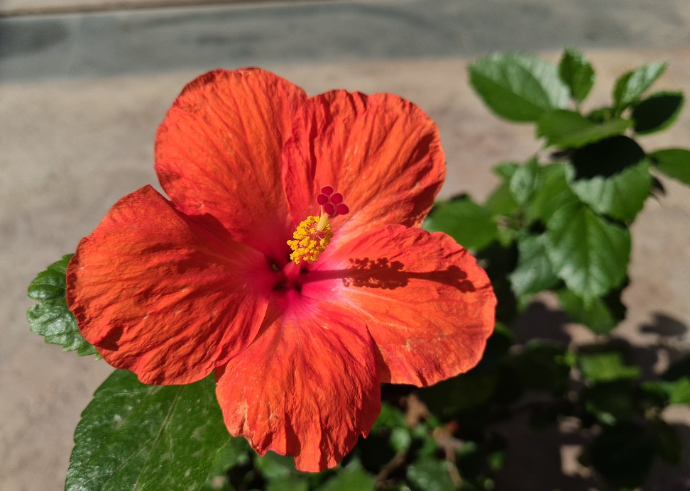 Samsung Galaxy S20 Plus camera sample (DH Photo/Rohit KVN)
