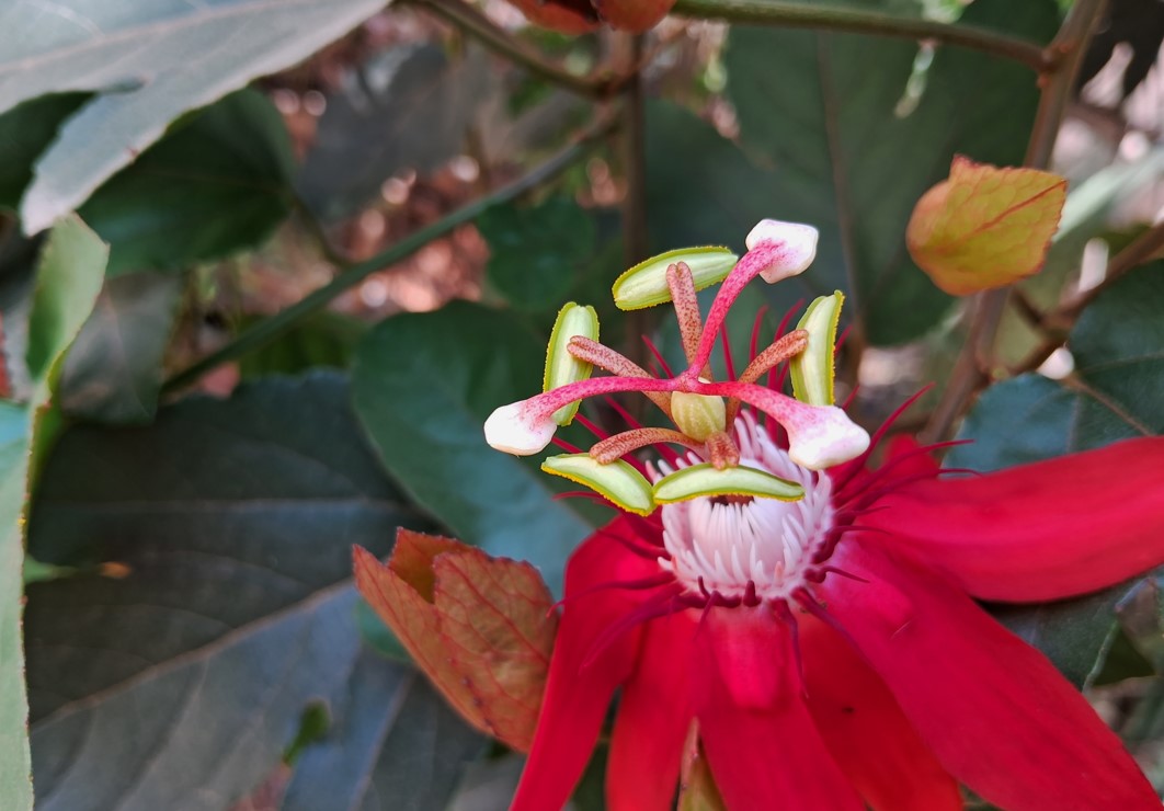 Samsung Galaxy A14 5G camera sample. Credit: DH Photo/KVN Rohit