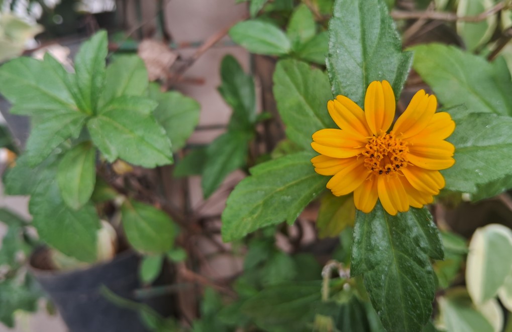 Samsung Galaxy A14 5G camera sample. Credit: DH Photo/KVN Rohit