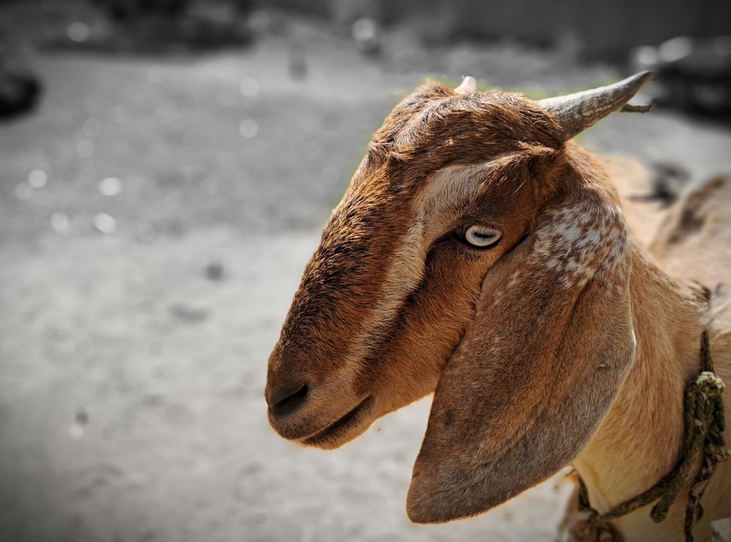 Samsung Galaxy A14 5G camera sample. Credit: DH Photo/KVN Rohit