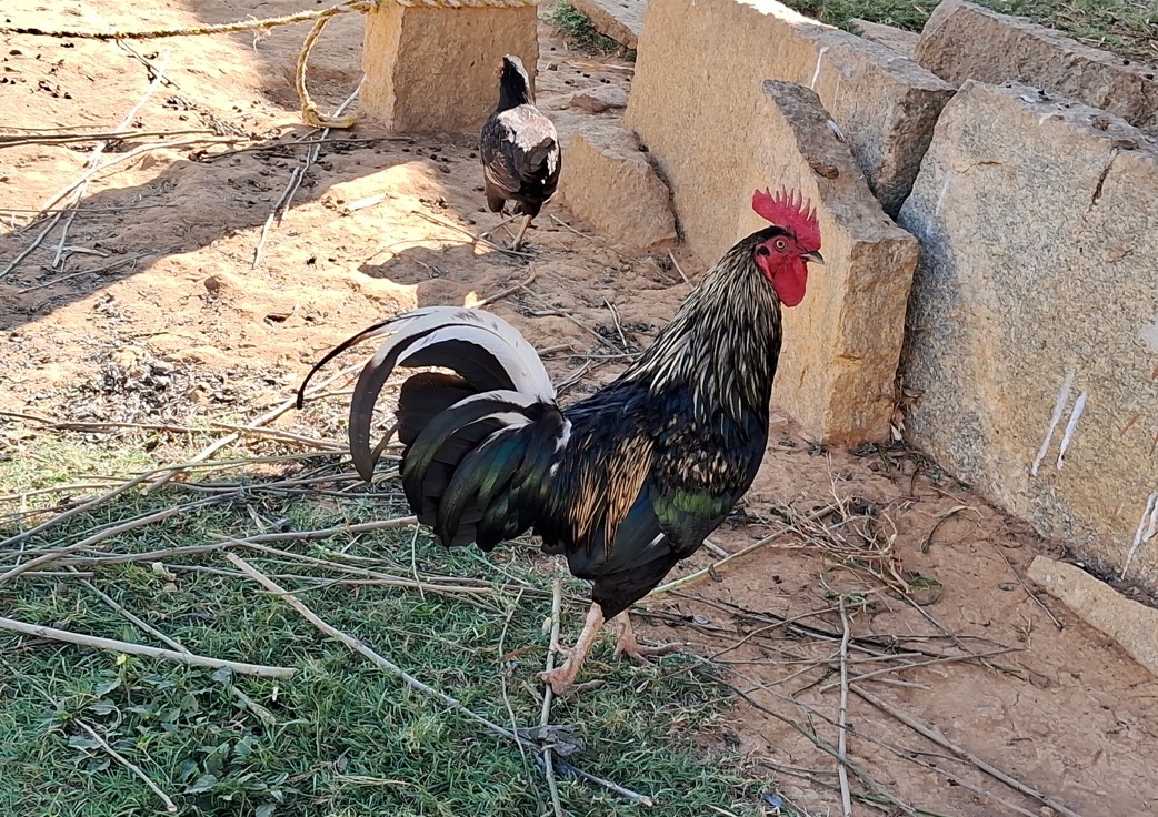 Samsung Galaxy A14 5G camera sample with 2X Zoom. Credit: DH Photo/KVN Rohit