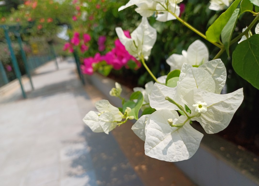 Samsung Galaxy A34 5G's camera sample. Credit: DH Photo/KVN Rohit