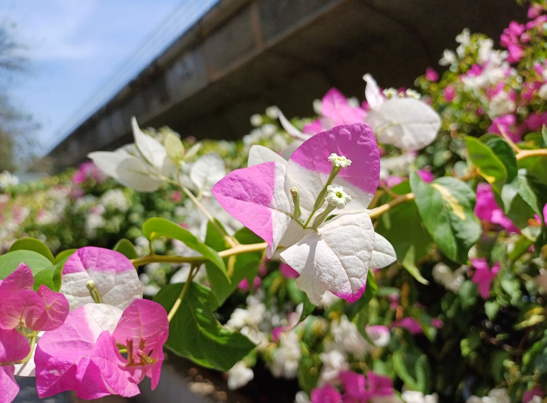 Samsung Galaxy A34 5G's camera sample. Credit: DH Photo/KVN Rohit