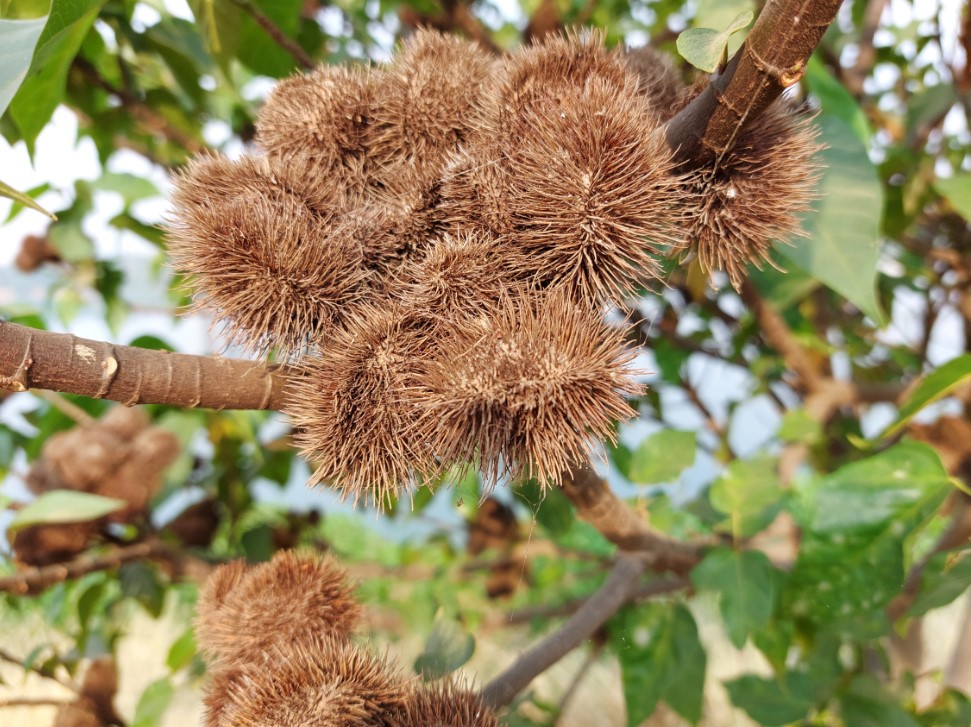 Samsung Galaxy A52 camera sample. Credit: DH Photo/KVN Rohit