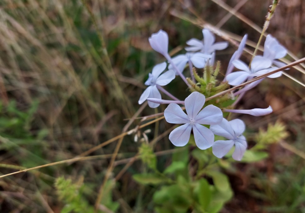 Samsung Galaxy A52 camera sample. Credit: DH Photo/KVN Rohit