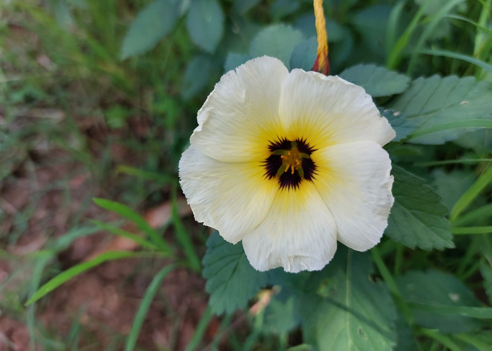 Samsung Galaxy A52s 5G camera sample. Credit: DH Photo/KVN Rohit