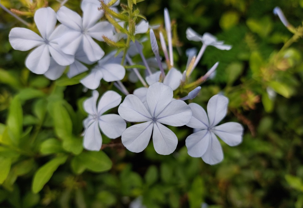 Samsung Galaxy A52s 5G camera sample. Credit: DH Photo/KVN Rohit