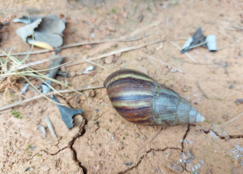 Samsung Galaxy A52s 5G camera sample. Credit: DH Photo/KVN Rohit