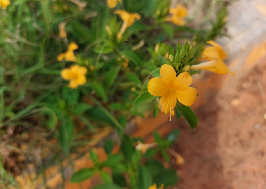 Samsung Galaxy A52s 5G camera sample. Credit: DH Photo/KVN Rohit