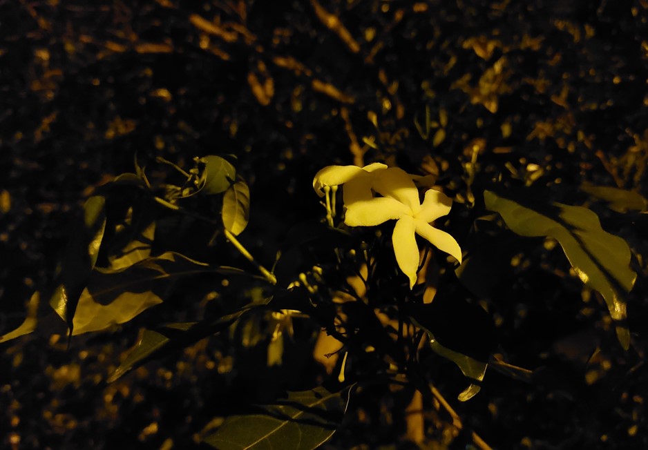 Samsung Galaxy A52s 5G camera sample without LED flash. Credit: DH Photo/KVN Rohit
